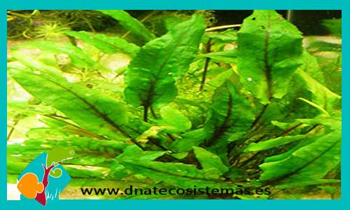 cryptocoryne-wendtii-verde-gecko-plantas-para-acuarios-de-agua-dulce