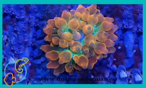 oferta-entacmaea-quadricolor-anemona-tienda-peces-marinos-online-venta-anemonas-por-internet-tiendamascotasonline-tiendapecesinternet-barato