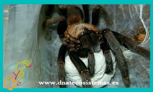 oferta-venta-tarantula-orphnaecus-sp-cebu-small-1cm-tienda-tarantulas-baratas-online-venta-arana-bonitas-por-internet-tienda-mascotas-rebajas-online-venta-invetebrados-bonitos-por-internet