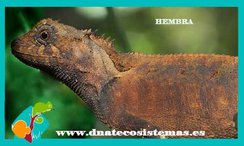 acantosaurio-verde-de-vietnam-hembra-m-l-acanthosaura--dnatecosistemas-ventaonline-venta-de-repitiles-internet-reptiles-baratos-lagartos-baratos