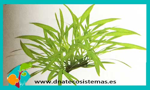helanthium-tenellum-venta-de-plantas-online-plantas-de-acuario