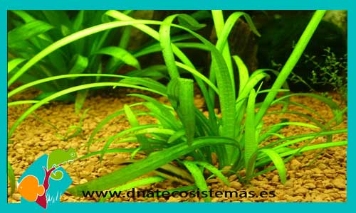 sagitaria-subulata-tarrina-100ml-plantas-para-acuarios-de-agua-dulce