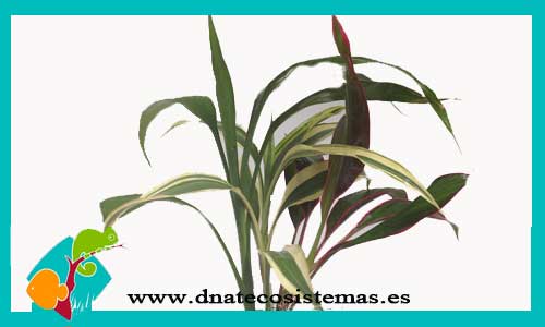 dracena-tricolor-sp-plantas-para-acuarios-de-agua-dulce