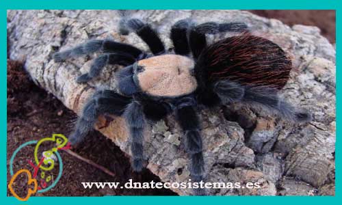 oferta-venta-tarantula-brachypelma-ruhnaui-1cm-ccee-tienda-de-tarantulas-online-tienda-de-grillos-venta-de-alimento-vivo-spider-tarantule