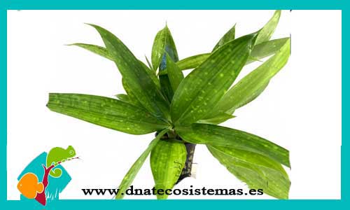 dracena-godsefiana-sp-plantas-para-acuarios-de-agua-dulce