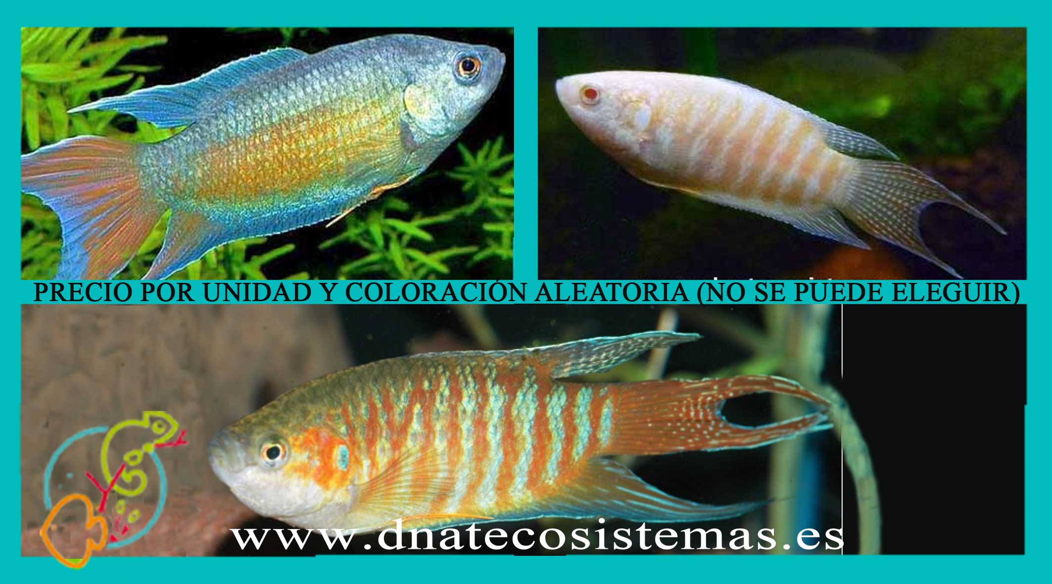 oferta-pez-paraiso-surtido-macropodis-6cmtienda-de-peces-online-peces-por-internet-peces-agua-dulce
