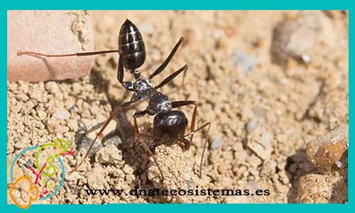 oferta-hormigas-cataglyphis-iberica-reina-tienda-de-invertebrados-online-venta-de-hormigas-por-internet-tiendamascotasonline-venta-reptiles-online-barato-economico