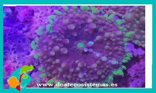 ricodea-yuma-premium-verde-tienda-online-venta-de-corales-baratos-online