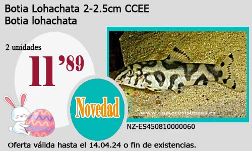 Botia Lohachata    2-2.5cm CCEE.