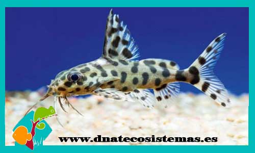 sinodontis-2.5-valentiana-tienda-de-peces-online-dnatecosistemas