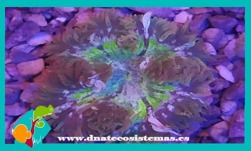 epicystis-crucifer-tricolor-anemonas-tienda-de-peces-online