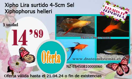 03-04-24-oferta-venta-xipho-lira-surtido-4-5cm-sel-xiphophorus-helleri-tienda-peces-tropicales-baratos-online-venta-peces-espadas-por-internet-tienda-mascotas-peces-rebajas-con-envio