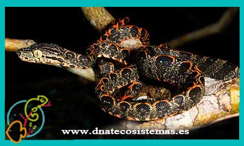 venta-de-boa-arboricola-corallus-hortulanus-boa-constrictor-bebe-sexada-serpiente-ofidio-tienda-de-reptiles-online
