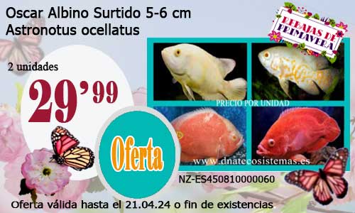 Oscar Albino Surtido  5-6 cm