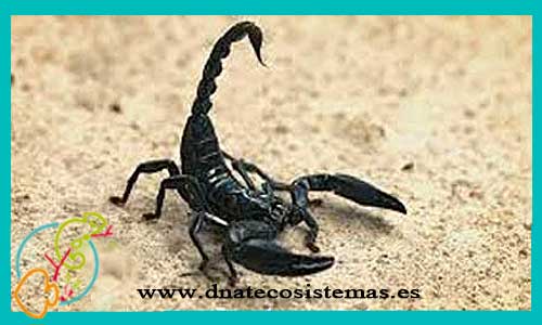 oferta-escorpion-spiniferis-mediano-grande-ccee-heteromertrus-spiniferus-tienda-de-reptiles-online-venta-de-invertebrados-por-internet-escorpiones-baratos-dnatecosistemas
