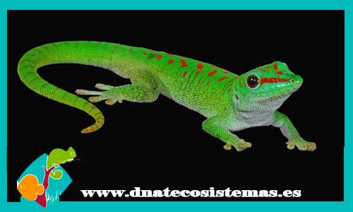 gecko-diurno-gigante-madagascar-phelsuma-madag-grandis-venta-online-venta-de-reptiles-online