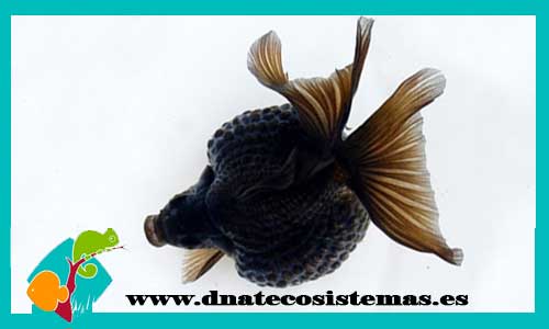 escama-calico-negro-perlada-6-7-cm-tienda-online-peces-venta-de-peces-compra-de-peces-online-peces-baratos