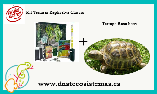 pack-torutga-rusa-4-6cm-tienda-online-de-productos-para-reptiles-y-anfibios