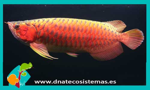 arowana-velvet-red-chili-red-arowana-super-red-crimson-red-dnatecosistemas-tienda-de-peces-online-pez-dragon-