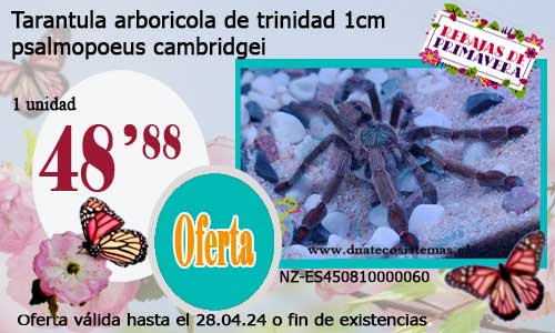 10-4-24-oferta-venta-tarantula-arboricola-de-trinidad-4cm-psalmopoeus-cambridgei-tienda-tarantulas-baratas-online-tienda-grillos-venta-alimento-vivo-spider-tarantule