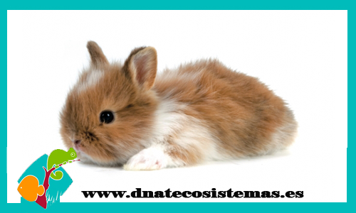 conejo-teddy-bicolor-con-pedigri-tienda-conejo-online-accesorios-juguetes-comida-golosinas-conejos
