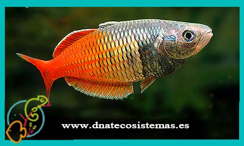 oferta-venta-melanotaenia-boesemani-red-4.5cm-ccee-melanotaenia-boesemani-bleheri-parva-lacustris-praecox-tienda-peces-arcoiris-online-venta-peces-por-internet-tienda-mascotas-peces-rebajas-con-envio