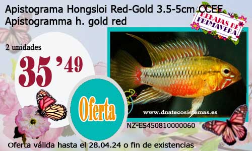 Apistograma Hongsloi Red-Gold 3.5-5cm CCEE.