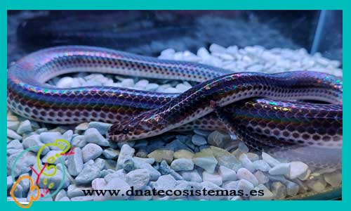 oferta-venta-serpiente-arcoiris-m-xenopeltis-unicolor-tienda-de-reptiles-baratos-online-venta-de-serpientes-economicos-por-internet-tienda-de-mascotas-en-rebajas-online