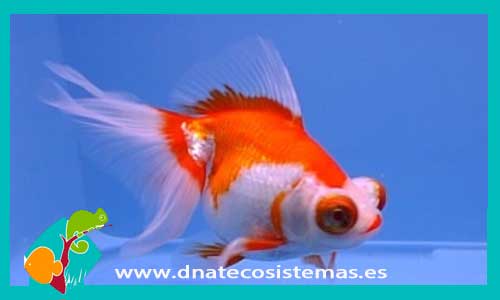 telescopico-rojo-y-blanco-3-4cm-venta-de-peces-online-tienda-de-peces-online