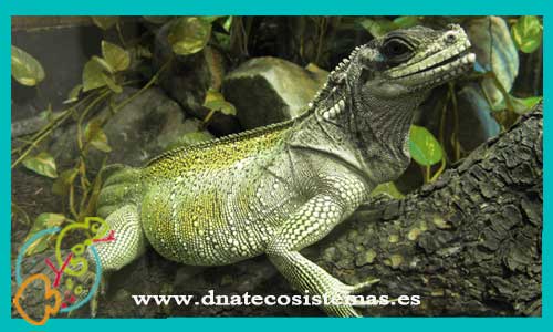 oferta-venta-dragon-velado-velado-s-hydrosaurus-weberi-tienda-de-reptiles-baratos-online-venta-de-dragones-acuaticos-economicos-por-internet-tienda-de-largatos-rebajas-online