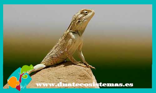 agama-de-egipto-agama-pallida-tienda-de-reptiles-online-venta-de-reptiles-online