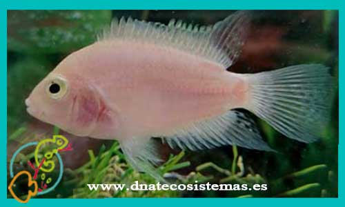 oferta-venta-cichlasoma-convicto-albino-4-5cm-ccee-amatitlania-nigrofasciatus-altoflava-sajica-tienda-peces-baratos-online-venta-ciclidos-americanos-por-internet-tienda-mascotas-peces-cilcidos-rebjas-envio