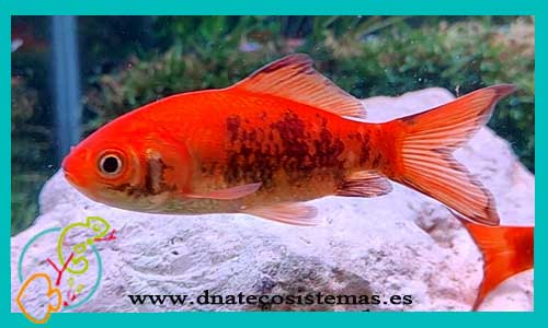 oferta-cometa-rojo-negro-6-8-cm-tienda-online-peces-venta-de-peces-compra-de-peces-online-peces-baratos