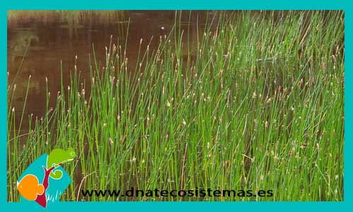 eleocharis-palustris-plantas-para-estanques