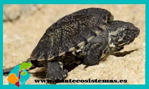 tortuga-mordedora-osceola-acutirostris-rossignoni-crias-chelydra-serpentina-rhinoclemmys-pulcherrima-tortuga-de-bosque-centroamericana-venta-tortugas-online-tienda-de-tortugas-online-compra-de-tortugas-productos-para-tortugas