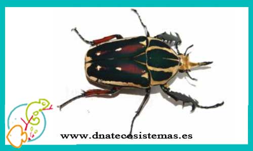 oferta-venta-escarabajo-gigante-verde-mecynorrhina-torquata-ugandensis-tienda-de-invertebrados-baratos-online-venta-insectos-economicos-por-internet-tienda-mascotas-rebajas-online