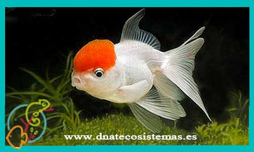 oferta-venta-boina-roja-red-13-15cm-cap-goldfish-calidad-carassius-auratus-tienda-de-peces-calidad