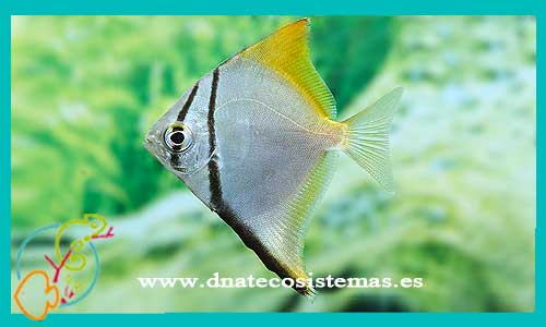 oferta-venta-pez-angel-malayo-oro-5-6cm-ccee-monodactylus-sebae-tienda-peces-tropicales-baratos-online-venta-peces-micelaneos-por-internet-tienda-mascotas-peces-rebajas-con-envio