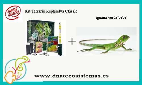 oferta-pack-iguana-tienda-de-reptiles-online-venta-iguana-por-internet-tiendamascotasonline-economico-barato-reptilesc