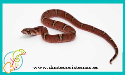 oferta-venta-serpiente-oligodon-m-l-ccee-oligodon-purpuracens-tienda-serpientes-bonitas-baratas-online-venta-culebras-calidad-por-internet-tienda-reptiles-dnatecosistemas-rebajas-online