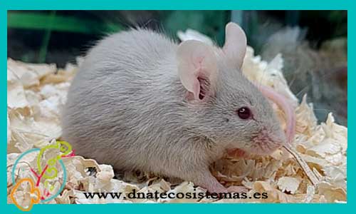 oferta-mus-gris-musculus-raton-negro-marmol-praomys-natalensis-roton-espinoso-acomys-cahirinus-tienda-de-animales-venta-de-ratones