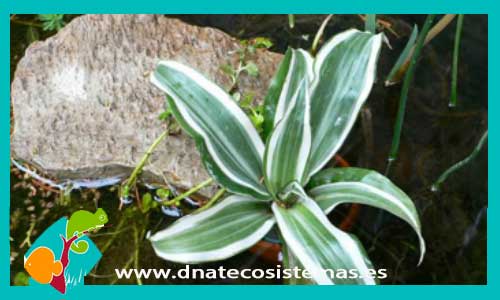 dracaena-sandriana-plantas-para-terrario