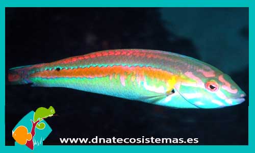halichoeres-zeylonicus-antennarius-sp-amarillo-tienda-de-peces-online-peces-por-internet-mundo-marino-todo-marino-comida-congelada-skimer-filtro-bomba-acondicionador-test-fluorescente-pantalla