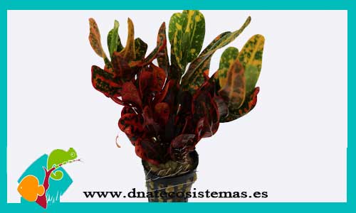 croton-multicolors-plantas-para-acuarios-de-agua-dulce