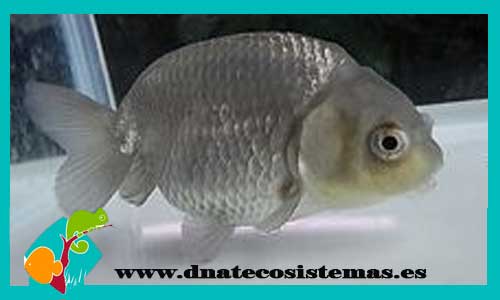 ranchu-plata-azul-cabeza-de-leon-venta-de-peces-de-agua-fria-gold-fish-tienda-de-peces-online