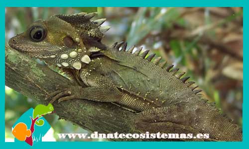 iguana-de-oceania-hypsilurus-magnus-dragon-acuatico-s-m-chino-physignathus-cocincinus-tienda-y-venta-de-reptiles-online-venta-de-lagartos-baratos-por-internet-dnatecosistemas