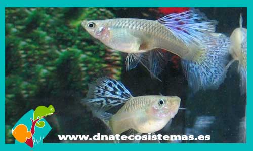 venta-espana-portugal-peces-pisiciber-guppy-selecto-hembra-blue-grass-albino-azul-poecilia-reticulata-tienda-de-peces-online