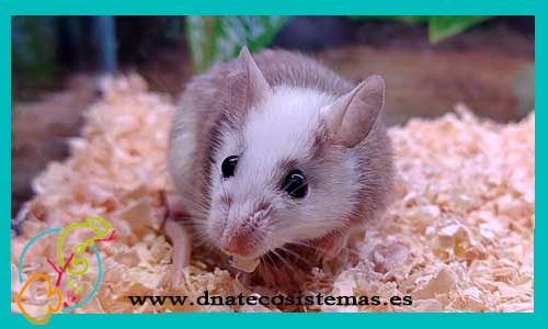 oferta-raton-praomys-natalensis-roton-espinoso-acomys-cahirinus-tienda-de-animales-venta-de-ratones