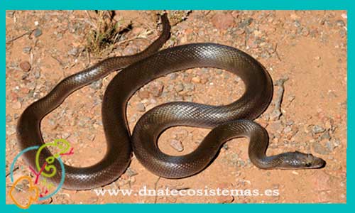 oferta-culebra-africana-lamprophis-fuliginosus-tienda-serpientes-online-venta-reptiles-por-internet-tiendamascotasonline-barato