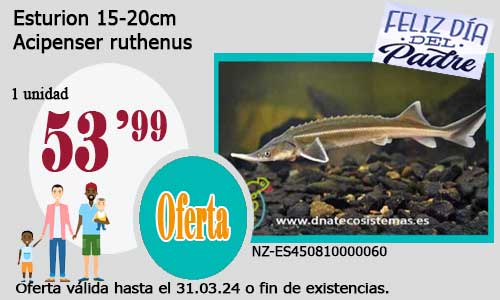 12-03-24-oferta-esturion-15-20cm-acipenser-ruthenus-tienda-peces-online-venta-peces-internet-tiendadepeces-tiendamascotasonline-barato-economico